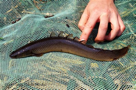 Polypterus senegalus Cuvier 1829 – BAP