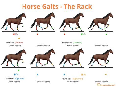 The “Ambling” Horse Gaits - Complete Guide - Horses and Us
