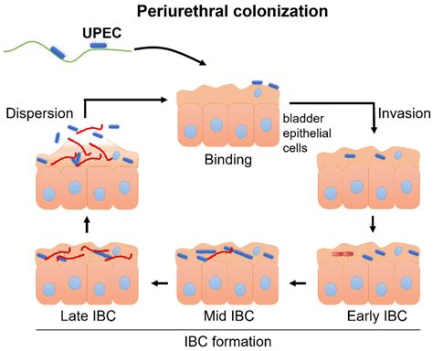 Molecular Factors and Mechanisms Driving Multidrug Resistance in ...