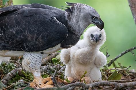Hawk vs Eagle vs Falcon: What’s The Difference? - Sonoma Birding