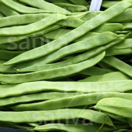 Donna » Buy organic seeds online / Runner Beans - SATIVA Online Shop