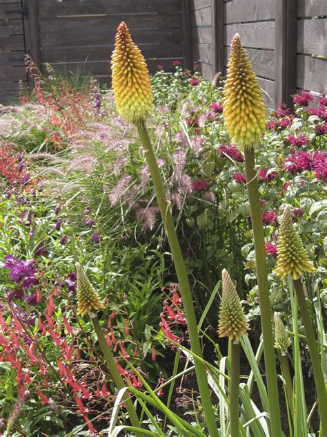 Portfolio - Melissa Bees