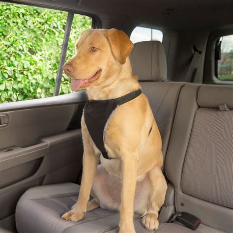 What Is The Safest Harness For A Dog