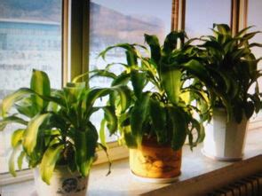 客厅最旺家的植物 客厅最旺家的植物是什么_知秀网