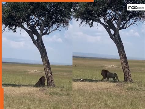 Sher Ka Video: पेड़ के नीचे बैठते ही लग गई शेर की लॉटरी, ऊपर से गिरी ...