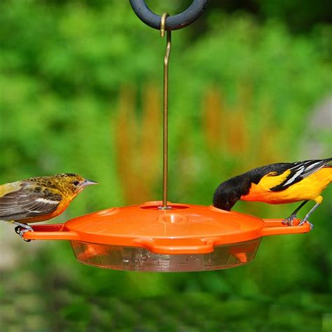 Deluxe Oriole Nectar Bird Feeder 16 oz | Bird feeders, Humming bird ...