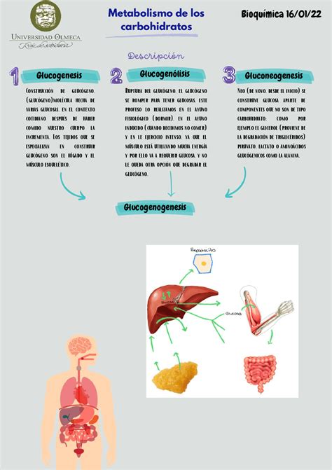 Metabolismo De Los Carbohidratos