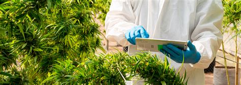 Image result for LegitScript CBD