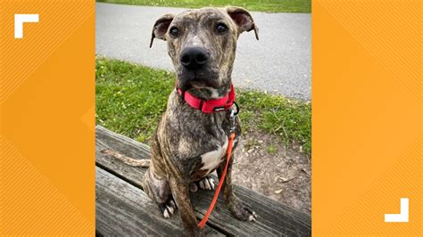 Pets of the Week for 6-22-2024 | wthr.com