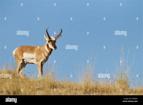 Image result for Basic Addition Color by Number
