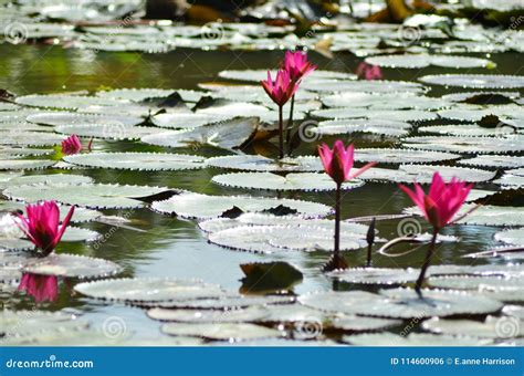 Pink Water Lilies Surrounded by Lily-pads. Stock Photo - Image of calm ...