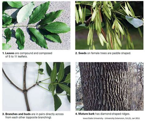 Ash Tree Identification Guide 的图像结果