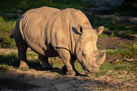 Image result for Rhino Shield Skin Tutorial