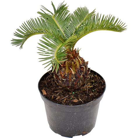 King Sago Palm Tree 10" / 3 Gl Palm Cycas King Sago – ShopTropicals