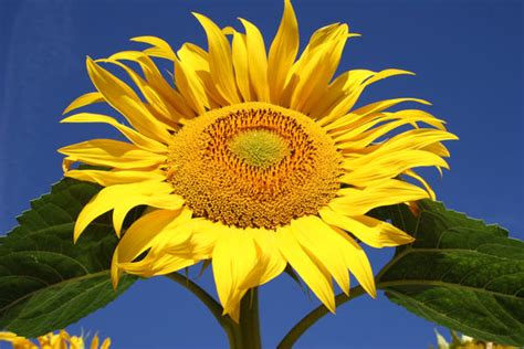 Image result for Sunflower Optimization Algorithm
