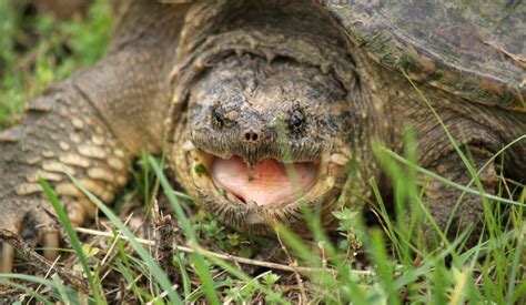 Snapping Turtle Attack 的图像结果