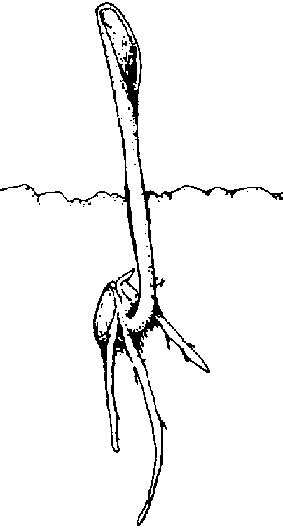 3. Una introducción a los cultivos de referencia