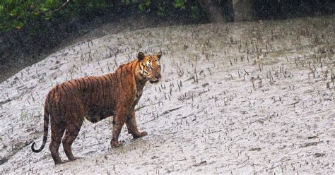 Climate change and reduced freshwater supply have put Sundarbans on the ...