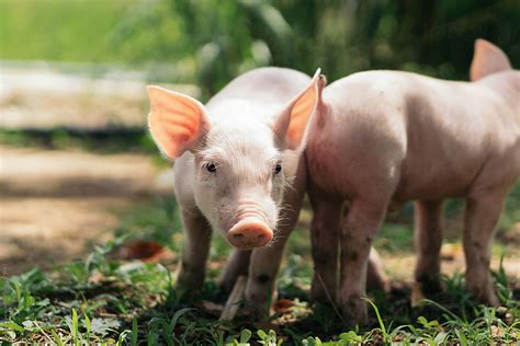 "Farm Animals." by Stocksy Contributor "Daniel Zapata" - Stocksy