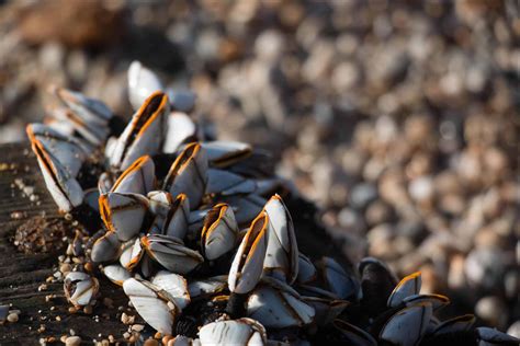 Barnacle Animal Facts | Cirripedia | AZ Animals