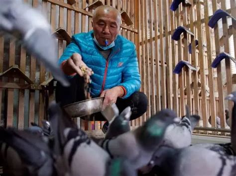 In Pictures: China's Pigeon Fanciers Race For Fame And Fortune