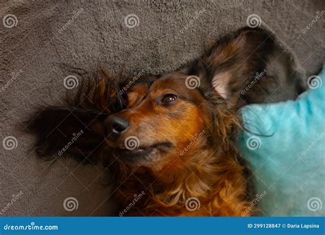 Portrait of Red Dachshund Close Up, Adorable Long Haired Wiener Dog ...