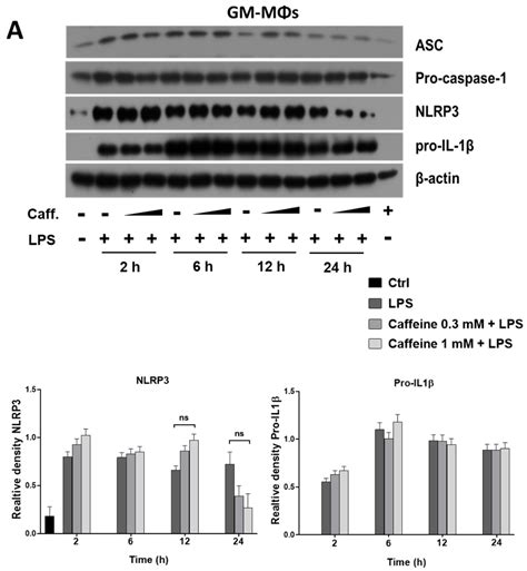 Caffeine Has Different Immunomodulatory Effect on the Cytokine ...