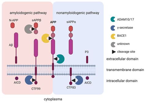 The Gut-Brain Axis in Autism Spectrum Disorder: A Focus on the ...