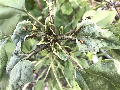 Tackling Insects in the Desert Garden | Gardening in the Desert