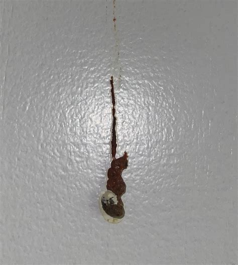 Image result for Bird Poop Reactions