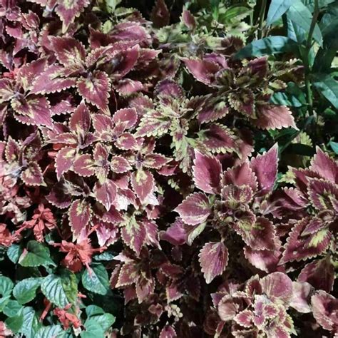 20pcs Caladium Bicolor Seeds/ Coleus Seeds/ Ruyi Seed/ Sage Seeds ...