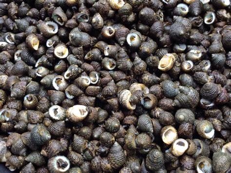 Image result for Hard Sea Shells