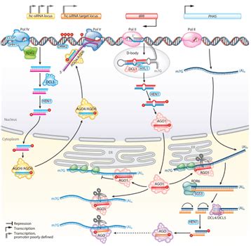 Small Activatingrna 的图像结果