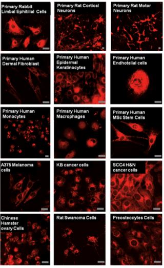 Image result for Cell Surface Protein Staining Tracking