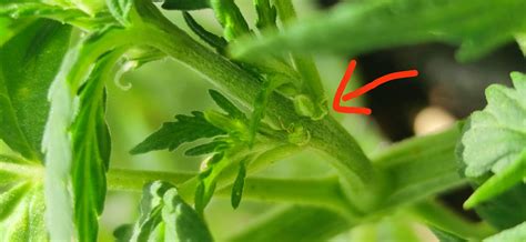 Is my plant gay? grow question by Erikwerner - GrowDiaries