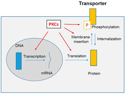 Protein Kinases C-Mediated Regulations of Drug Transporter Activity ...