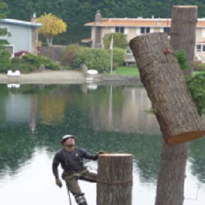 Image result for Tree Logging Service