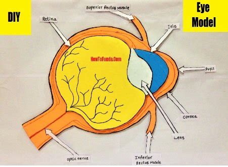 Image result for Science Eye Projects Tutorial
