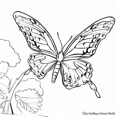 Monarch Butterfly Coloring Pages - Free & Printable!