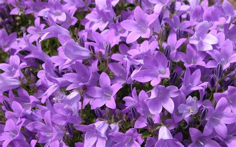 Purple Flower Types