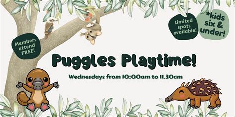 Puggles Playtime at The Sanctuary, Byron Bay Wildlife Sanctuary ...