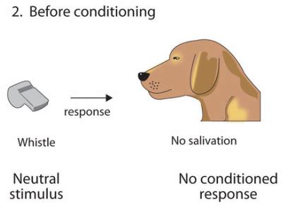 Image result for Second Order Pavlovian Conditioning Examples