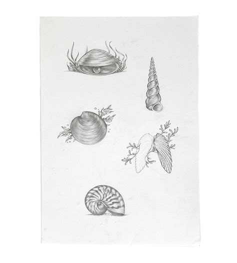 Image result for Shell Drawing Kit