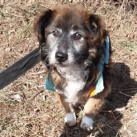 Alfons » Kanarenhunde e.V.