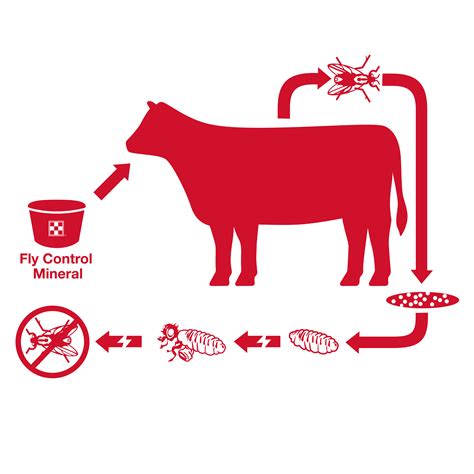 Cattle Fly Control Resource Center | Purina Animal Nutrition