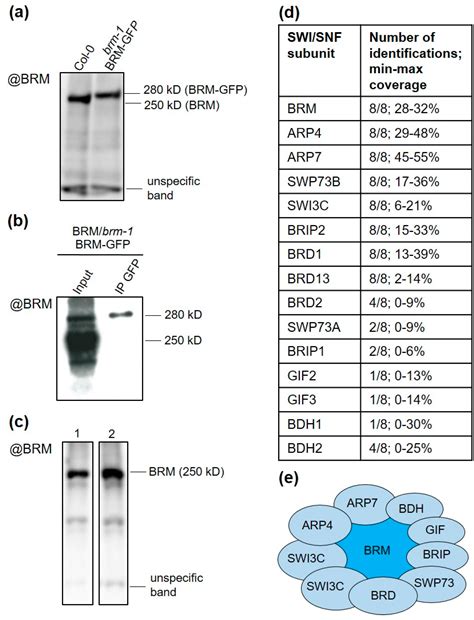 BRM Complex in Arabidopsis Adopts ncBAF-like Composition and Requires ...