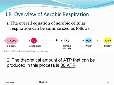 Cellular Respiration How cells release energy from food