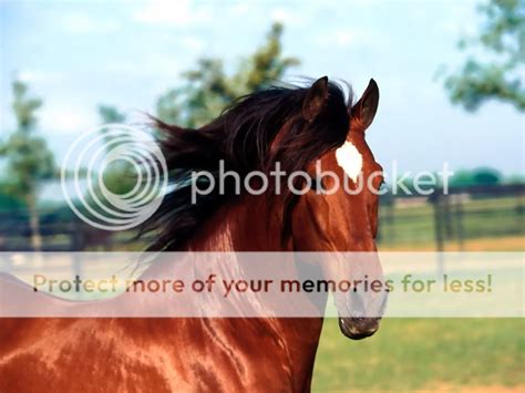 Sadakatin Temsilcisi Atlar (Equidae) - At Resimleri (2. Katalog) - Sayfa 32