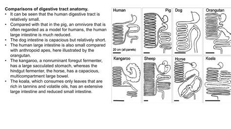 Image result for Digestive System Lecture