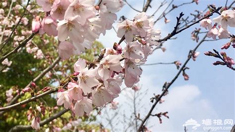 樱花首次绽放上海南京路步行街 沿街老字号不失时机推出樱花新品